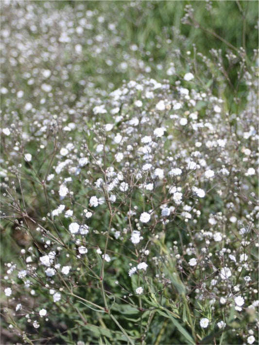 Gypsophila Gypsophila perfecta