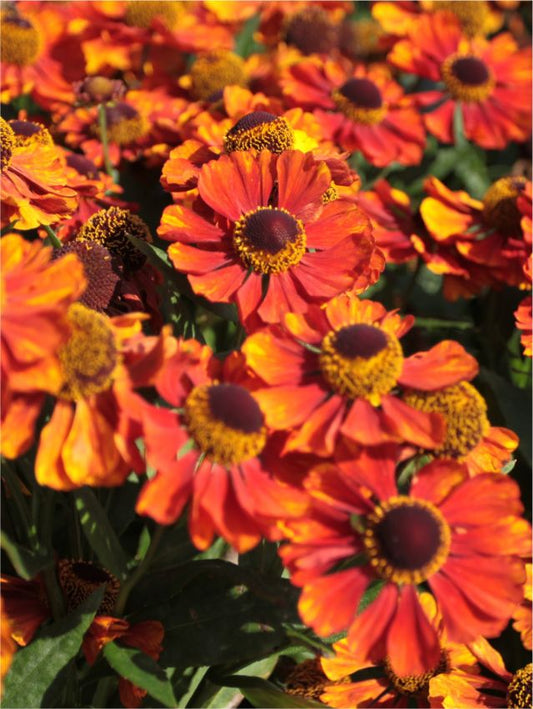 Sonnenbraut Helenium chelsey