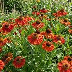 Sonnenbraut 'Indianersommer' - 10 Stück