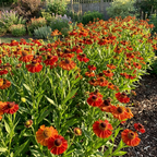 Sonnenbraut 'Indianersommer' - 10 Stück