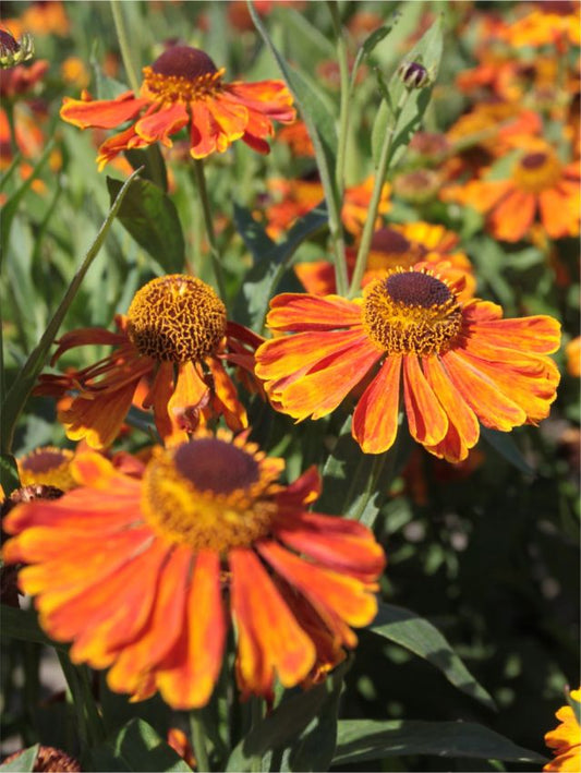 Sonnenbraut Helenium indianersommer