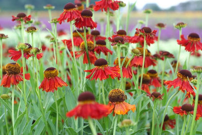 Helenium 'Moerheim Beauty' - Sonnenbraut