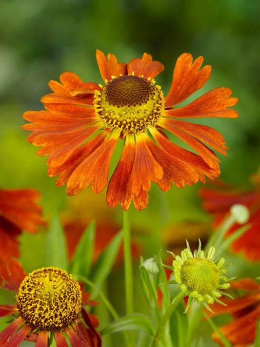 Sonnenbraut Helenium moerheim beauty