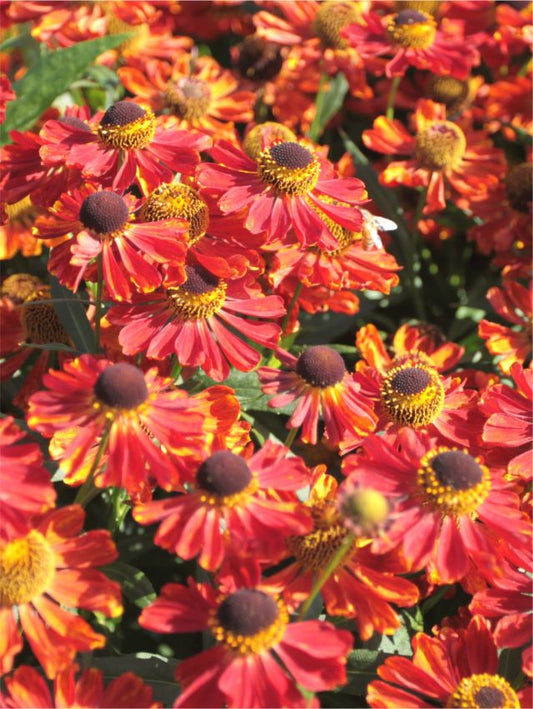 Sonnenbraut Helenium rubinzwerg