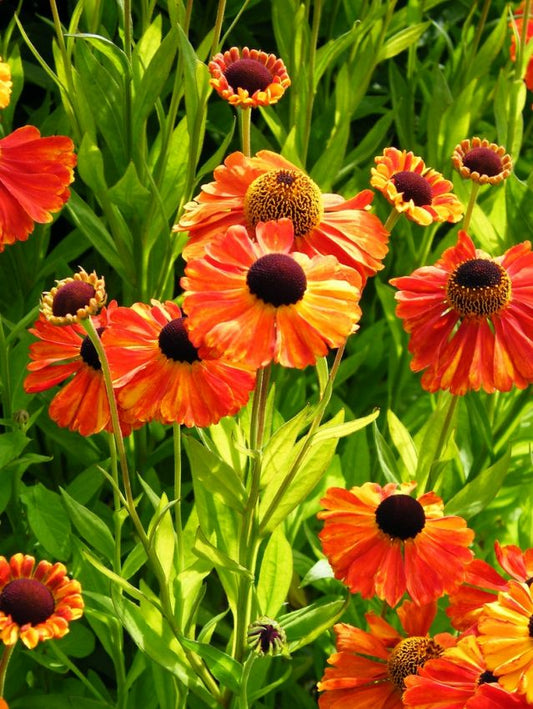 Sonnenbraut Helenium sahin's early flowerer