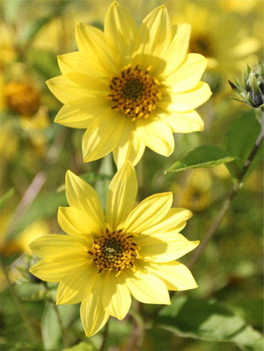 Stauden Helianthus lemon queen
