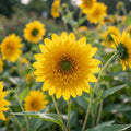 Helianthus 'Loddon Gold' - 10 Stück