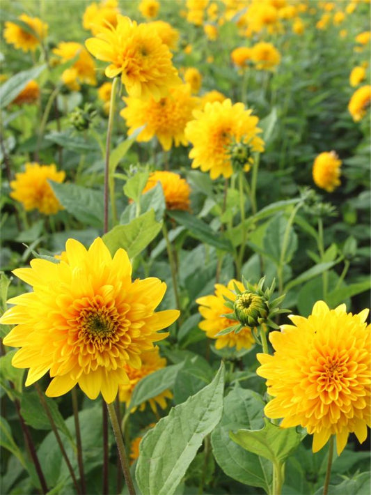 Stauden Helianthus loddon gold