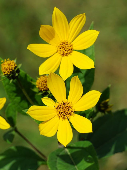 Obst und Gemüse Helianthus tuberosus (topinambour)