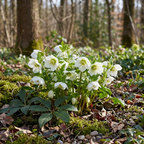 Nieswurz 'White Pretty Ellen' - 5 Stück