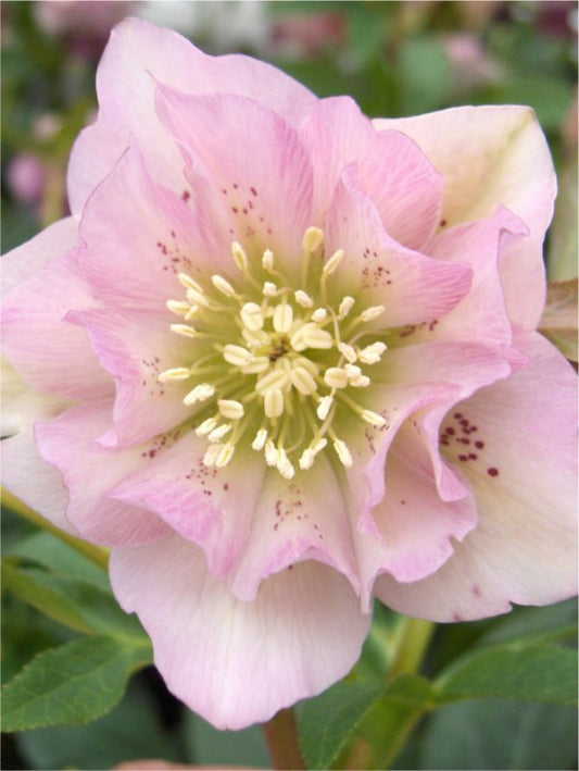 Nieswurz Helleborus pink double ellen