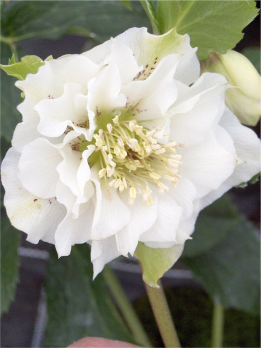 Nieswurz Helleborus white double ellen