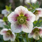Nieswurz 'Orientalis' - 2 Stück - LumiBlumi