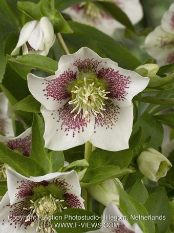 Helleborus 'Orientalis' - Nieswurz, Lenzrose