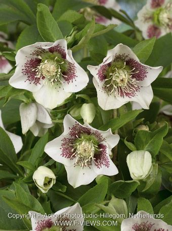 Helleborus 'Orientalis' - Nieswurz, Lenzrose