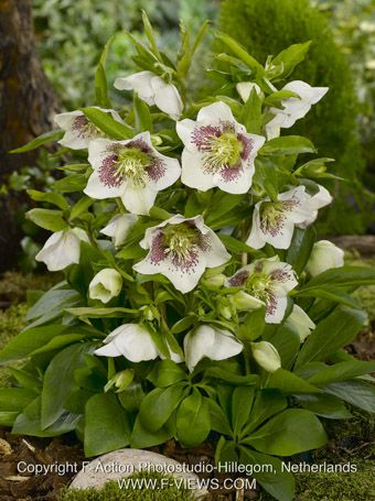 Helleborus 'Orientalis' - Nieswurz, Lenzrose