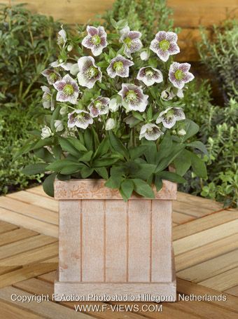 Helleborus 'Orientalis' - Nieswurz, Lenzrose