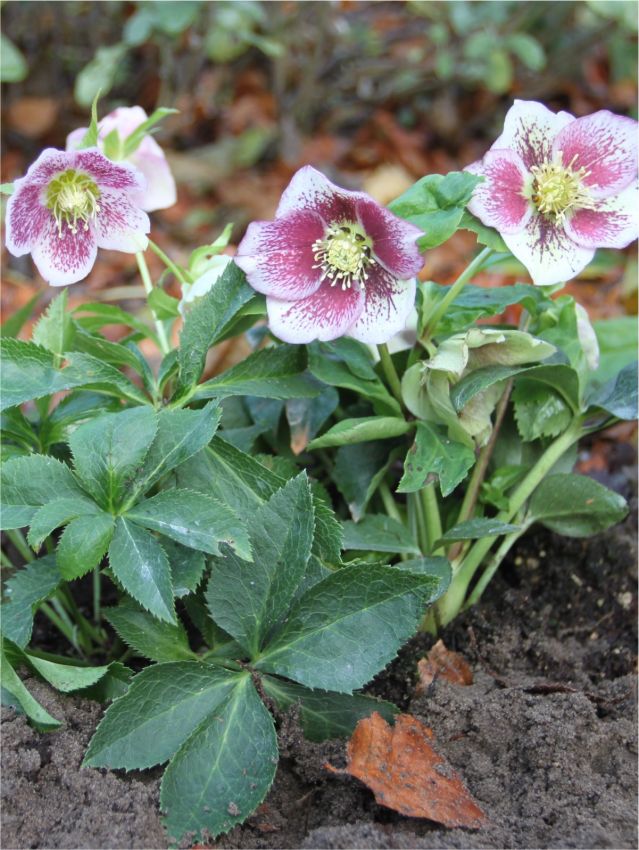 Helleborus 'Spotted Pretty Ellen' - Nieswurz, Lenzrose