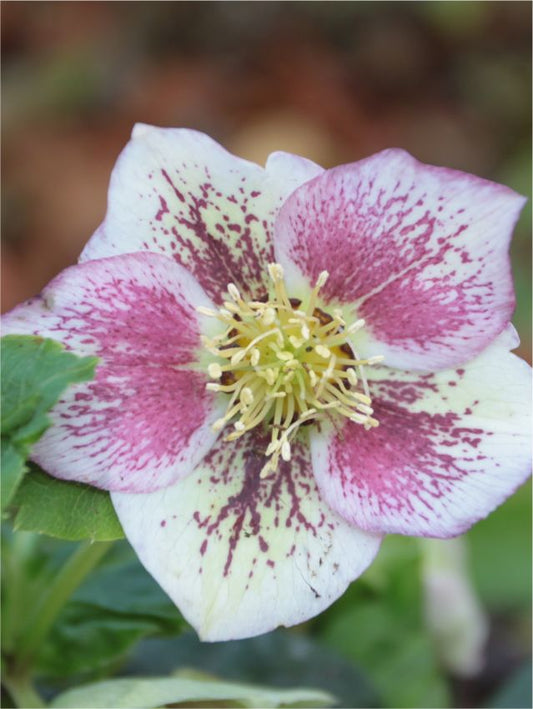 Nieswurz Helleborus spotted pretty ellen