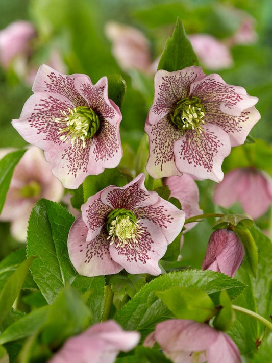 Nieswurz Helleborus orientalis