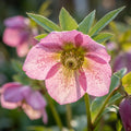 Nieswurz 'Pink Pretty Ellen' - 5 Stück