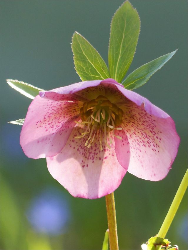 Nieswurz Helleborus pink pretty ellen