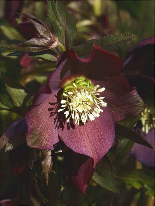 Nieswurz Helleborus red pretty ellen