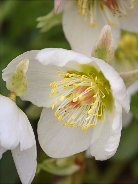 Nieswurz Helleborus white pretty ellen