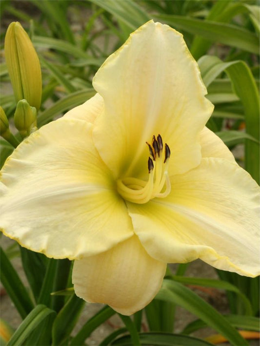 Taglilien Hemerocallis arctic snow