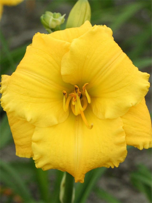 Taglilien Hemerocallis atlanta elegant charm