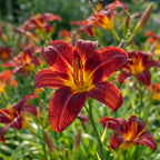 Taglilie 'Autumn Red' - 6 Stück - LumiBlumi