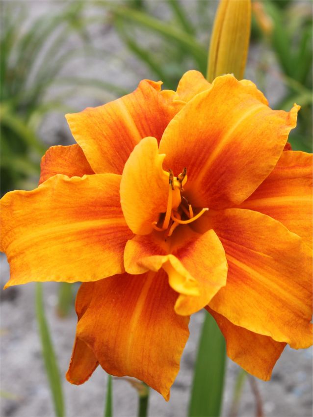 Taglilien Hemerocallis bandolero