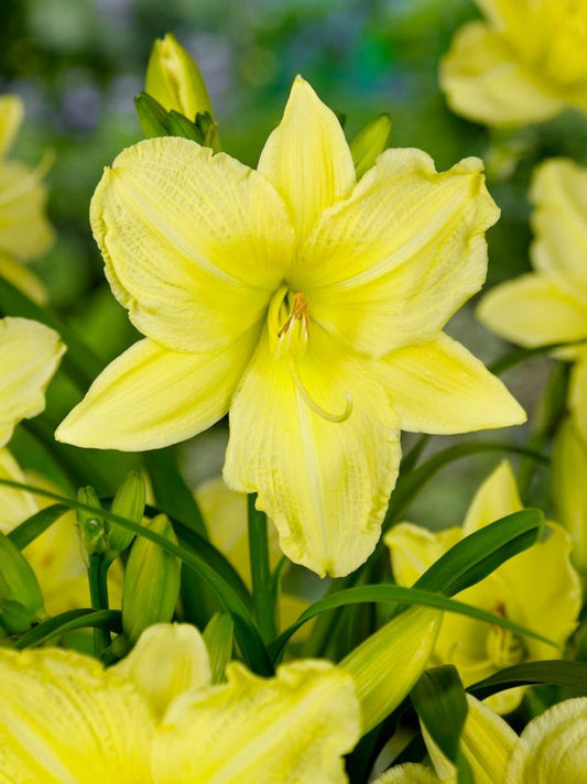 Taglilien Hemerocallis big time happy