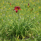 Taglilie 'Black Prince' - 5 Stück