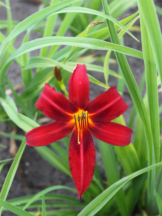 Taglilien Hemerocallis black prince
