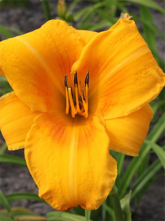 Taglilien Hemerocallis chicago sunrise