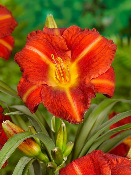 Taglilien Hemerocallis crown fire
