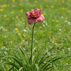 Taglilie 'Cute As Can Be' - 5 Stück