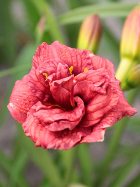 Taglilien Hemerocallis cute as can be