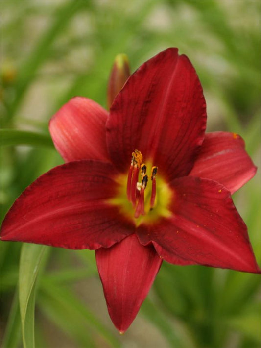 Taglilien Hemerocallis dark avenger