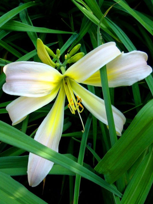 Taglilien Hemerocallis desert icicle