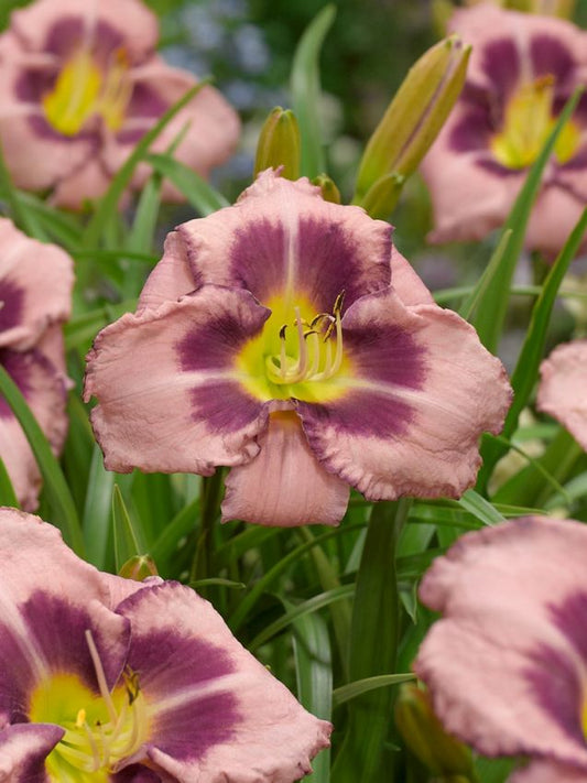 Taglilien Hemerocallis edge ahead