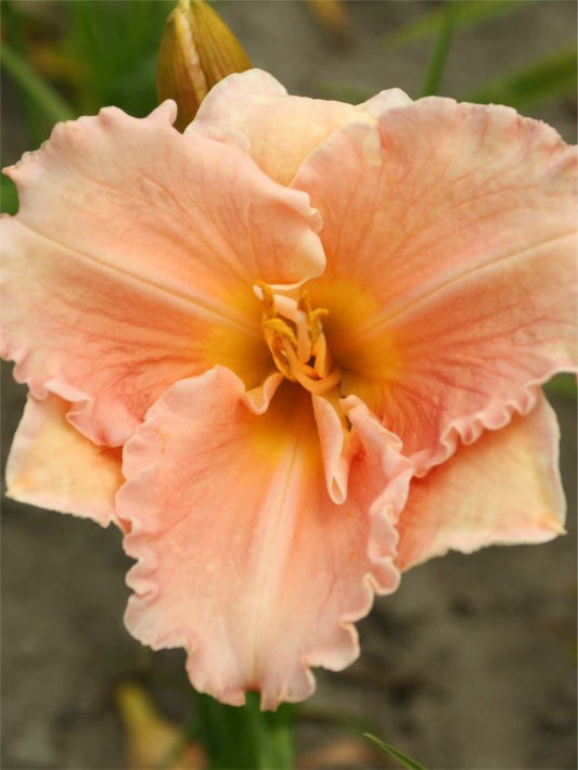 Taglilien Hemerocallis  elisabeth salter