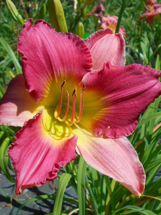 Taglilien Hemerocallis final touch