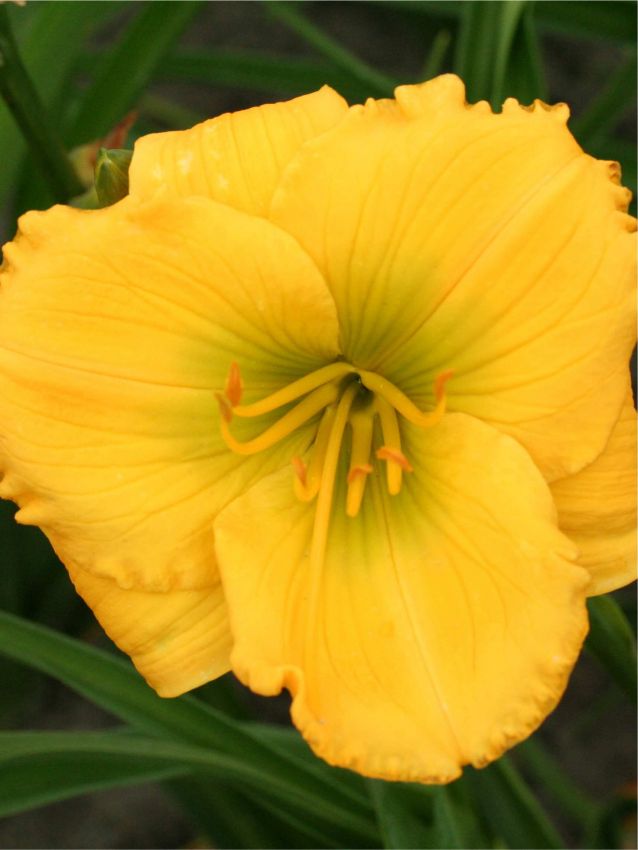 Taglilien Hemerocallis forty carats