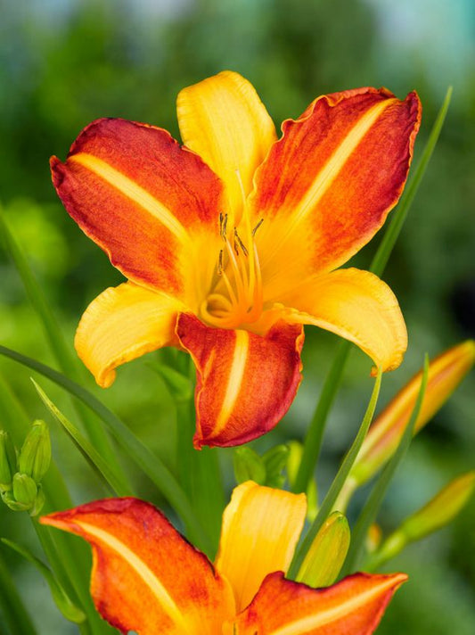 Taglilien Hemerocallis frans hals