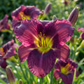 Taglilie 'Grape Velvet' - 5 Stück