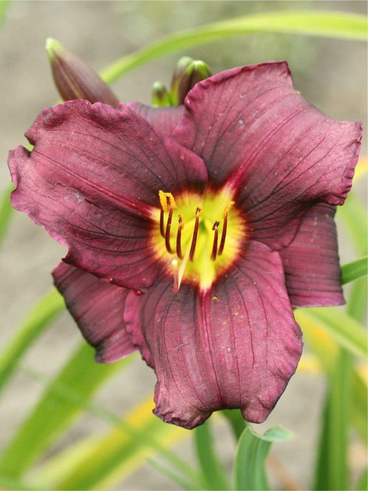 Taglilien Hemerocallis grape velvet