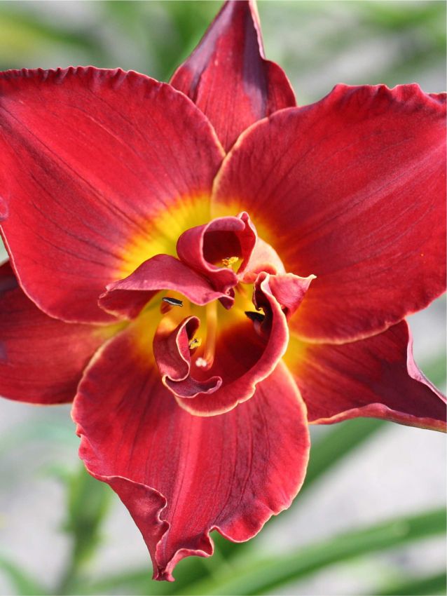 Taglilien Hemerocallis highland lord