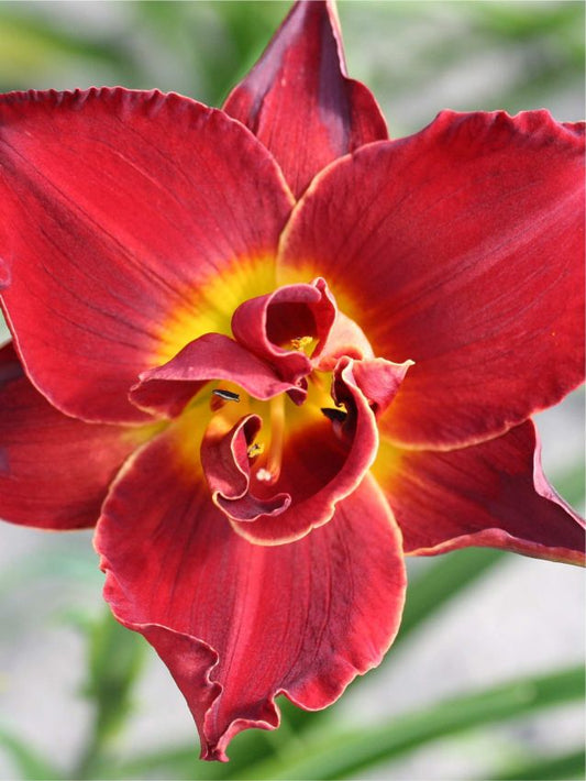 Taglilien Hemerocallis highland lord